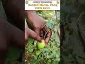 கொத்து கொத்தாக காய்க்குமா 😱🍎🌱 kashmirberapple kashmirapple applls farmers farming agriculture