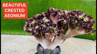 KOREAN SUCCULENTS FOR SALE BIG AEONIUM CRESTED | CREST AEONIUM FIESTA, HALLOWEEN, VELOUR, ZWARTKIN