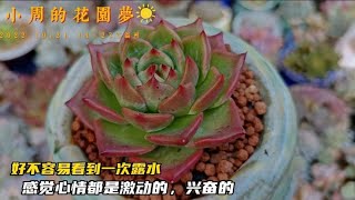 小周养多肉：养多肉的人在发现任何一样对多肉上色有利的事情时都会感到快乐｜多肉植物