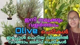 😍🪴😱Olive ചെടികൾ ഇപ്പോൾ ഓൺലൈനായി വാങ്ങാം ചെറിയ വിലയിൽ |TipS noW