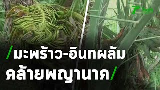 มะพร้าว-อินทผลัม คล้ายพญานาค | 30-09-63 | ข่าวเช้าหัวเขียว