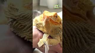 This Shedding Sound is More Relaxing Than You Think #asmr #shedding #lizard