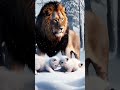 brave lion protecting kittens in a snowstorm ❄️🦁 heartwarming moment of courage ❤️🐾 forestfeline