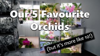 Our 5 Favourite Orchids