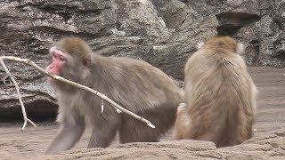 毛皮モフモフ♡ニホンザル　よこはま動物園ズーラシア／神奈川新聞（カナロコ）