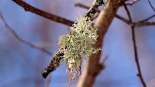 1337 Lichens found on a tree branch