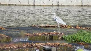 ささやかな自然動画：越生町越辺川の鳥たち：２０２１年１１月２８日