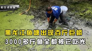 黑龍江魚塘出現百斤巨蟒，3000斤魚被吃光，它究竟是何來頭？