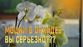 Поясню про мошек в Орхидее. Ленивый уход