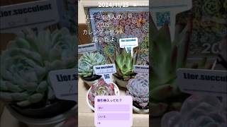 【多肉植物】#リエールカレンダーセット #毎年恒例 #多肉植物 #succulent