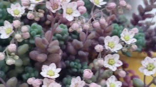  Sedum Dasyphyllum Minor