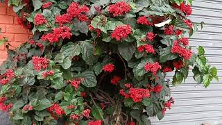 Clerodendro-vermelho também conhecido como erodendro e clerodendro-trepado. Клеродендрум блестящий.