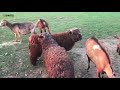 daring baby goat spends her days ‘sheep hopping’ on family farm