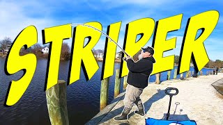 Catching Big Striper from Shore