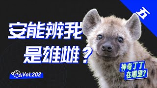 【球村】【神奇丁丁在哪裡】母的也有丁丁和蛋蛋，這可如何是好？