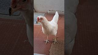 முட்டை வாங்க நான் என்ன முட்டாளா🤣#funny_chicken #kozhi_koothugal #trending #youtubeshorts #shortsfeed