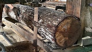 the process of sawing acacia wood logs full of dense fibers in a sawmill