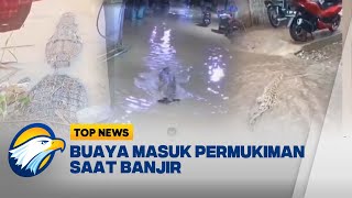 Waspada, Buaya Masuk Permukiman Saat Banjir - [Top News]