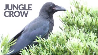 Crows Called Jungle Crow and Carrion Crow 🌳