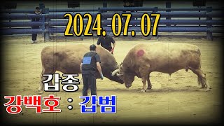 청도소싸움 2024.07.07  제12경기 갑종 강백호 / 갑범