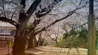 Sakura 桜吹雪 a flurry of cherry blossoms SAGA pref.JAPAN