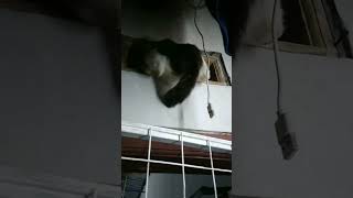 ngintip cewek part 1 #cat #catlover #cutecat