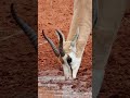 springbok antelope drinking water wincent 4t4wn wildlife nature antelope