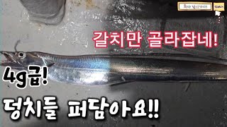 우렁찬 기합소리와 함께 올라오는 5짜고등어!! 비법 미끼 사용해서 날마다 사이즈 기록갱신중인 최고의 반찬꺼리 잡고 왔어요!!