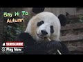 【Super Panda】Episode 379 Autumn Is Finally Here! | iPanda