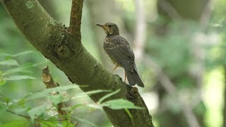 河口湖フィールドセンターのクロツグミ（幼鳥）その９（4K60P動画）