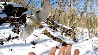 ゴジュウカラ・ヤマガラ 伊香保森林公園      2023.2.17 Gunma prefectural Ikaho forest park