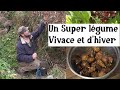 Un Super légume d'hiver et vivace ! (Apios americana)