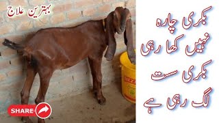 Bakri Chara Ni Kha Rahi | Sust Bakray Ka Ilaj | Kamzor Or Sust Bakra Chara Ni Kha Raha