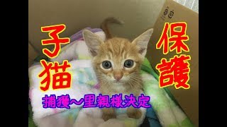 【Capture】子猫保護から里親様決定まで kitten 【cats】野良子猫