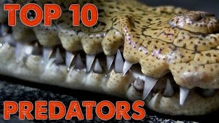 Top 10 Predators of North America!