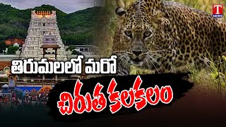 తిరుమలలో మరో చిరుత కలకలం | Another Cheetah on the Alipiri Walkway | T News