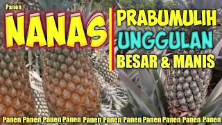 Nanas Prabumulih // Sensasi Panen Nanas Langsung Dari Kebun