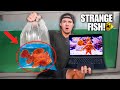 BUYING Creepy ANGLER FISH OFF THE WEB For My SALTWATER AQUARIUM!!