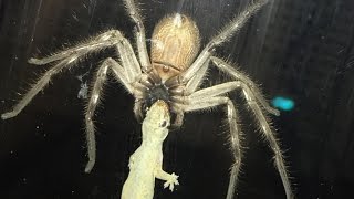 Huntsman Spider Eating Lizard Next To Family Meal