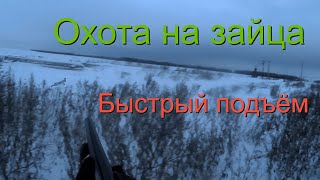 Охота на зайца.  Быстрый подъём