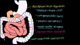 Small Intestine 1: Structure