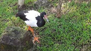 Magpie Goose | Bird Paradise Singapore