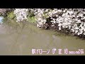 桜ドローン 伊佐沼 21 09 29no.02