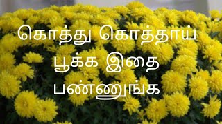 சாமந்தி கொத்து கொத்தாய் பூக்க இதை செய்யுங்க | Samanthi | Lots of Flowers | Chrishantham | Gardening