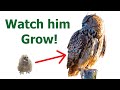 THE FIRST YEAR WITH MY OWL | One week old owl | How to raise an owl & How to train an owl