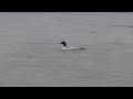 male goosander and red breasted merganser together.