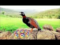 kali madi best sound kali madi ki awaz kala teetar madi ki awaz black francolin female voice