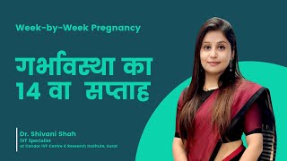 14th Week Pregnancy | 14 सप्ताह की गर्भावस्था | What to Expect ? | Dr. Shivani Shah | Candor IVF