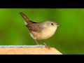 singing house wren. troglodytes aedon .