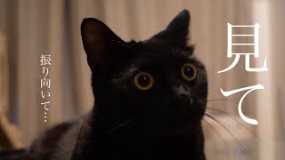 黒猫のジジ。大好きな主人に無視され続けた猫。【野良猫保護2年目】